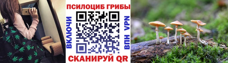 купить   Заполярный  Галлюциногенные грибы GOLDEN TEACHER 